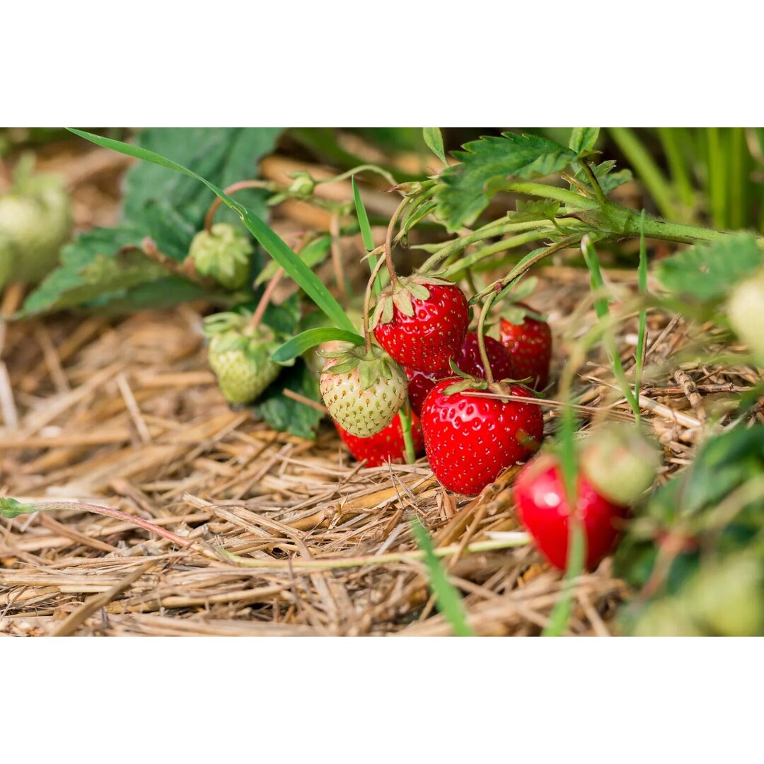 100 Alphine Strawberry Fragaria Vesca Red Fruit White Flower - Etsy