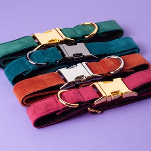 Pu&ograve; includere: Quattro collari per cani nei toni del verde, verde acqua, ruggine e bordeaux, disposti diagonalmente su sfondo viola. Ogni collare presenta una fibbia in metallo e un anello a D abbinato. Le fibbie sono oro, argento e canna di fucile.