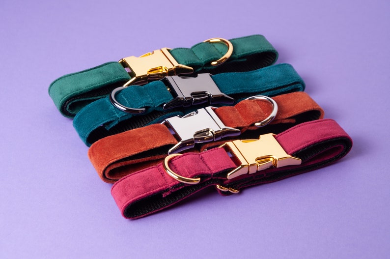 Pu&ograve; includere: Quattro collari per cani nei toni del verde, verde acqua, ruggine e bordeaux, disposti diagonalmente su sfondo viola. Ogni collare presenta una fibbia in metallo e un anello a D abbinato. Le fibbie sono oro, argento e canna di fucile.