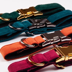 Pu&ograve; includere: Quattro collari per cani colorati in verde, verde acqua, arancione e bordeaux. Ogni collare presenta un interno nero a contrasto, un anello a D in metallo e una chiusura a fibbia. Le fibbie sono dorate e argentate.
