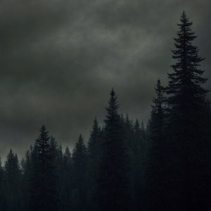 May include: A dark, moody silhouette of a forest with tall pine trees against a stormy, grey sky.