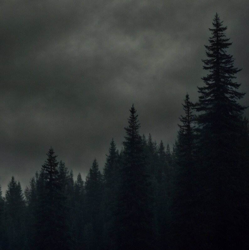 May include: A dark, moody silhouette of a forest with tall pine trees against a stormy, grey sky.
