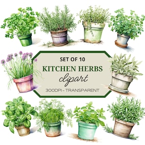 Clipart de ervas frescas em aquarela⎥Jardim de ervas⎥Clipart de cozinha⎥Clipart de culinária⎥Imagens orgânicas⎥PNG de ervas⎥Download digital instantâneo⎥Uso comercial