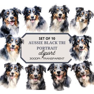 May include: Set of 10 watercolor illustrations of Australian Shepherd dogs with black tri coloring. Each portrait is isolated on a white background. The text "SET OF 10 AUSSIE BLACK TRI PORTRAIT clipart 300DPI - TRANSPARENT" is displayed on a gray rectangle.