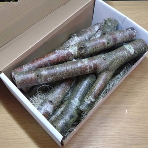 Rustic Birch Wood Sticks Bundle: Natural Woodland Decor, 7 Branches