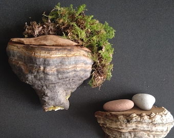 Juego de 3 estantes de setas reales, decoración de hongos estilo cottagecore, arte de pared mágico, hongo pezuña