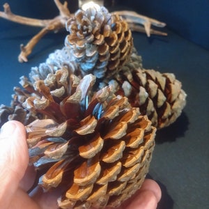 Giant pine cone Natural Rustic Craft Supply Giant Pinecones - Pack of 5 - Photo Prop Natural Table Display