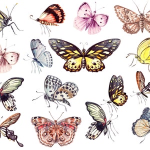 45 Butterfly Clipart PNG, Watercolor Butterfly and Flowers Clipart, Butterfly Bundle Illustrations,High Quality transparent png
