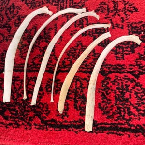 Könnte beinhalten: Sechs gebogene, cremefarbene Knochenfragmente, möglicherweise Rippen, liegen auf einer roten, gemusterten Oberfläche. Die Knochen weisen leichte Farb- und Größenunterschiede auf, einige zeigen subtile Verfärbungen.