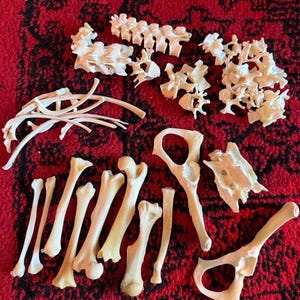 Könnte beinhalten: Eine Ansammlung von Tierknochen, darunter Wirbel und Beinknochen, ist auf einer roten, gemusterten Oberfläche angeordnet. Die Knochen variieren in Größe und Form und haben eine natürliche, cremefarbene Farbe. Die Anordnung deutet auf eine Sammlung anatomischer Präparate hin.