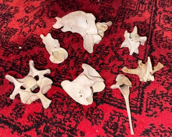 Deer vertebrae/spine bones