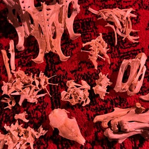 Könnte beinhalten: Eine Ansammlung von Tierknochen, darunter Brustkörbe, Wirbel und ein Schädel, ist auf einer roten, gemusterten Oberfläche angeordnet. Die Knochen sind hellbeige, und die Beleuchtung wirft einen warmen, rötlichen Farbton auf die Szene. Die Komposition deutet auf eine naturkundliche oder anatomische Studie hin.