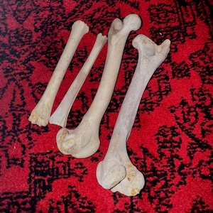 Huesos de patas de venado de cola blanca (selección aleatoria)