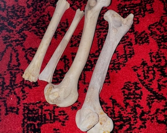 White tail deer leg bones (random selection)