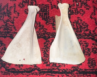 Deer shoulder blade bones