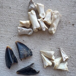 Deer knuckle and hoof bones