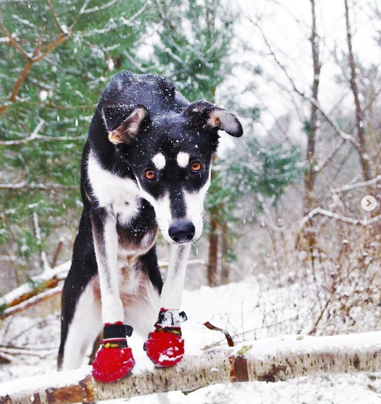Dog Wearing Best Dog Booties For Winter Dog Booties For Hot