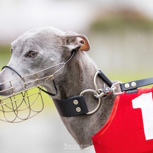 Sports collar, lure coursing collars , various colors