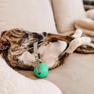 Könnte beinhalten: Ein brauner und weißer Hund liegt auf einem weißen Sofa mit dem Kopf zur Seite gedreht. Der Hund hält einen grünen und grauen Gummiball im Maul. Der Ball hat einen grauen Griff.