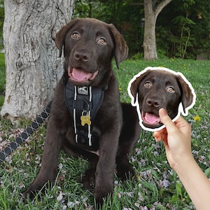 Custom Pet Stickers, Cute Dog Stickers, Personalized Stickers, Custom Dog Stickers, Custom Stickers