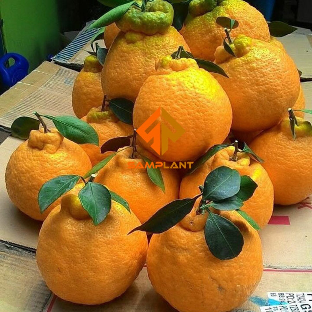Dekopon Orange Grafted Fruit Tree free Phytosanitary Etsy
