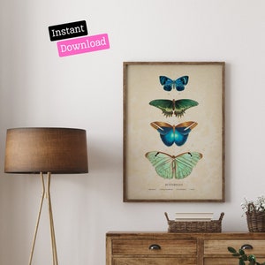Vintage Butterfly Print: Antique Book Illustration (Digital Download)