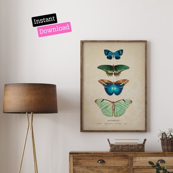 Butterfly print illustration, vintage style book print illustration of butterflies, antique butterfly drawing, Digital Download,Downloadable