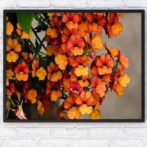 Orange Nemesia Flower Wall Art, Botanical Photography Print, Bright Floral Nature Decor, Gift for Garden and Flower Lovers