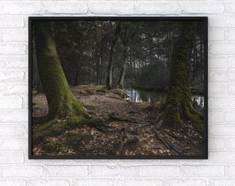 Photo | Woodland