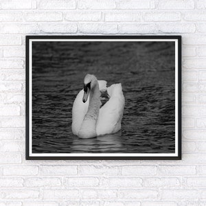 Modern Scandinavian Swan Wall Art Print, Minimalist Bird Photography Poster, Swan Art for Home Decor