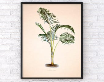 Antik botanisk palmträdillustrationsaffisch, vintagestil boktryckillustration av en tropisk växt