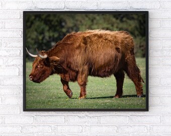 Highland Cow Photography Print, New Forest Hampshire Wall Art, Rustic Farmhouse Animal Decor