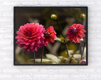 Pink Dahlia Photography Print, Floral Wall Art, Colourful Botanical Flower Decor