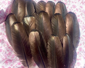 Turkey Feather Bundle (15)