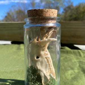 May include: A clear glass jar with a cork stopper containing a small, off-white animal skull resting on a bed of green moss. The skull features visible teeth and a pointed snout, positioned upright inside the transparent cylindrical container.
