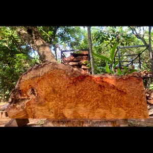 Live Edge Red Amboyna Burl Slab Exotic Burl for Custom Crafting, Unique Woodworking Material