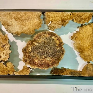 Amboyna Burl Live Edge Wood Slabs – Resin Art Ready | Framed Set