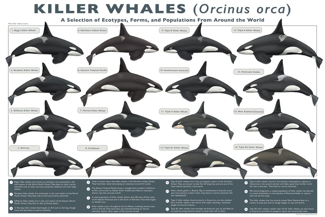 Killer Whales of the World Digital Download (PNG) - Etsy