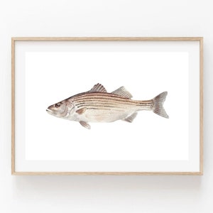 Striped Bass Fish Watercolor Print - Cape Cod Massachusetts New England Wildlife Fishing Art