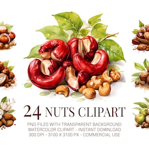 Set di clipart di noci, 24 anacardi acquerellati, nocciole, noci e mandorle in formato PNG per schede di ricette, confezioni biologiche e lavoretti autunnali