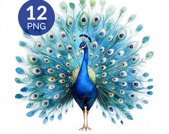 Watercolor Peacock Clipart PNG Set