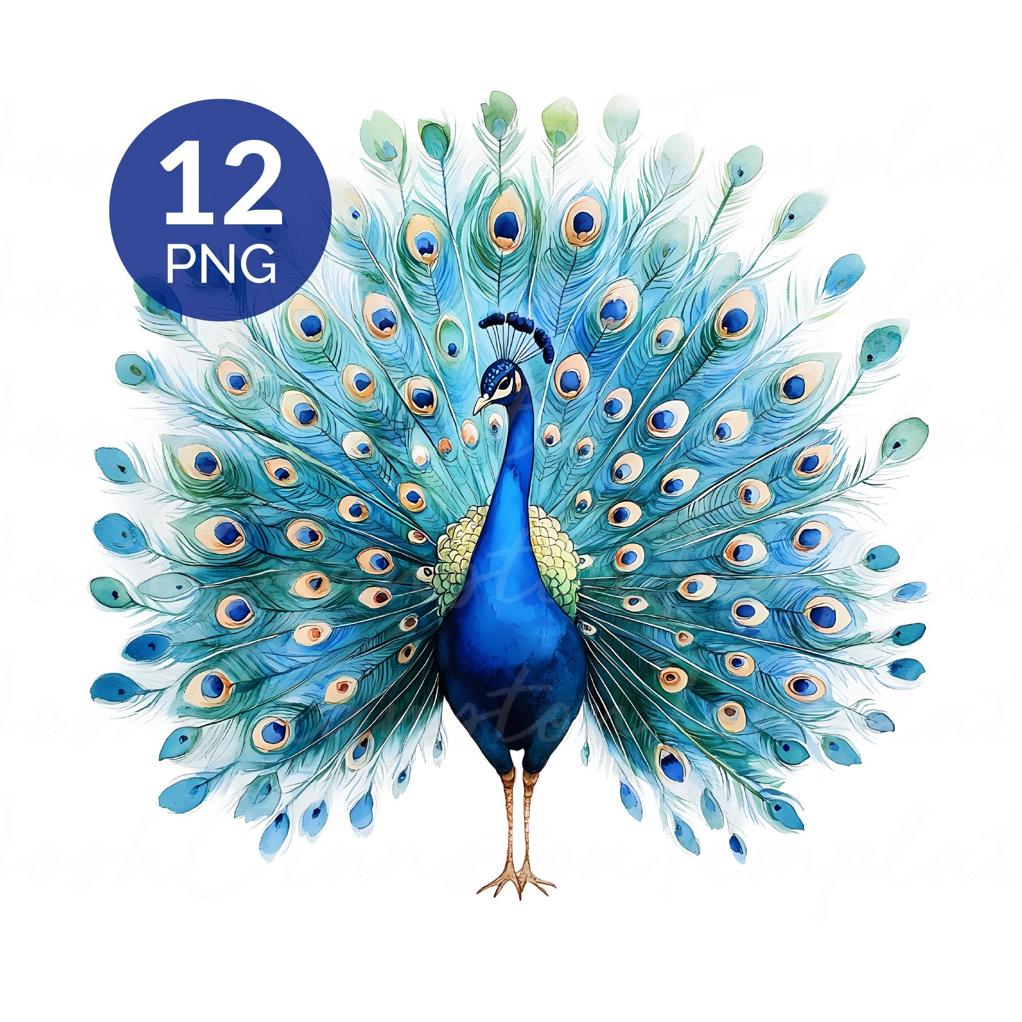 Watercolor Peacock Clipart PNG Set - Etsy