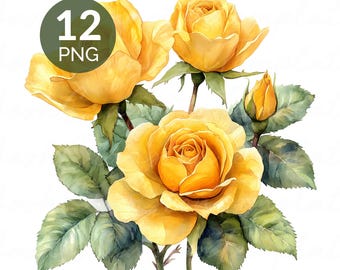 Conjunto PNG de rosas amarillas en acuarela