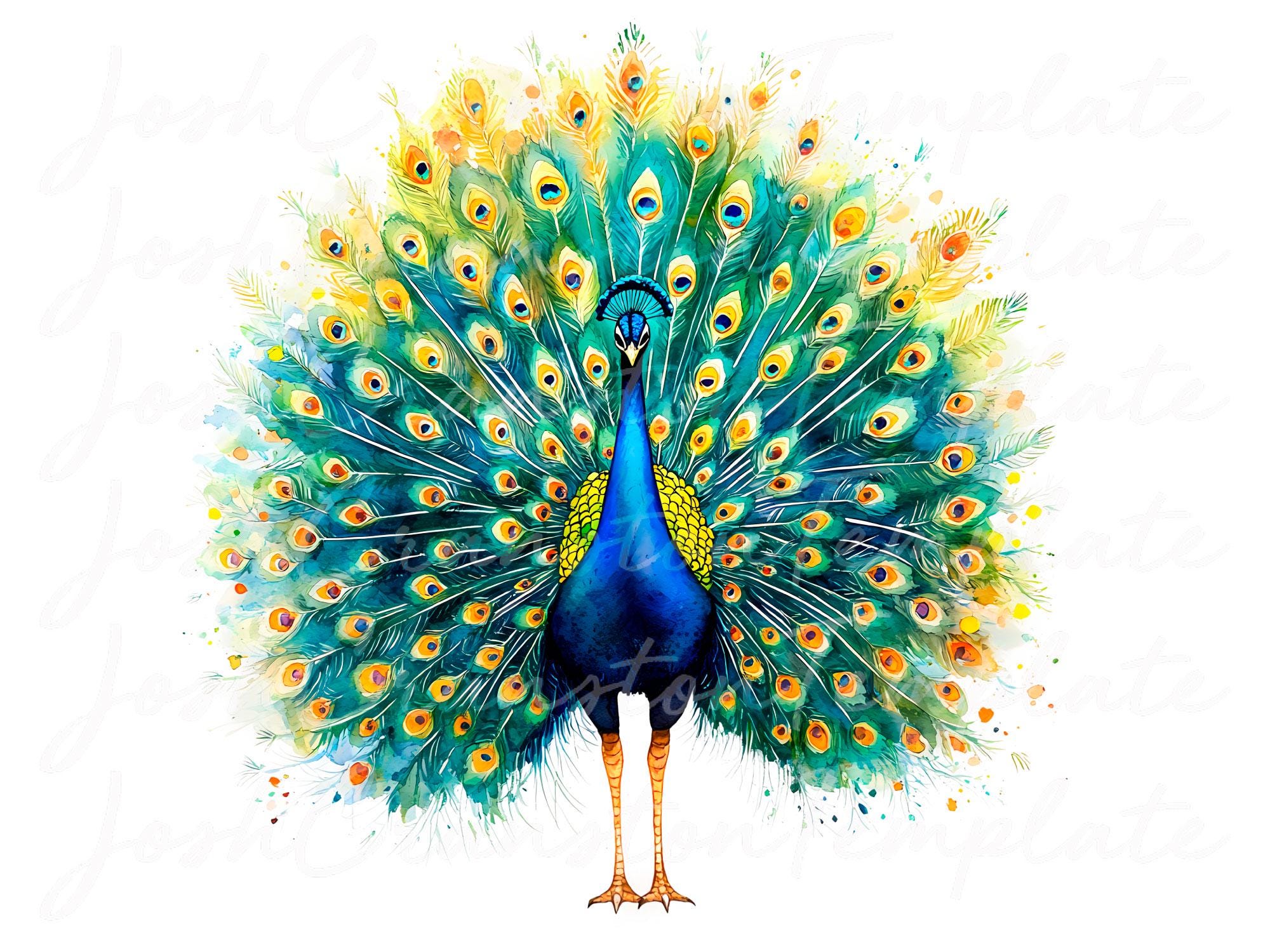 Watercolor Peacock Clipart PNG Set - Etsy
