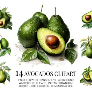 Ensemble de clipart avocats, 14 avocats verts aquarelle PNG avec feuilles pour décoration de cuisine de ferme, cartes de recettes et emballages alimentaires
