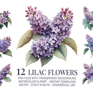 Fleurs lilas Clipart PNG, aquarelle bouquet de fleurs violet avec des feuilles vertes, téléchargement numérique pour cartes, travaux manuels et décoration printanière