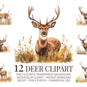 Set di clipart di cervi - 12 cervi in formato PNG acquerellato con erba autunnale, animali della foresta realistici per sublimazione, decorazioni autunnali e artigianato naturalistico