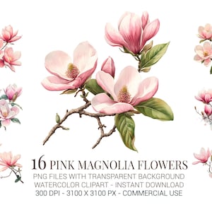 Set di clipart di fiori di magnolia rosa, eleganti PNG floreali ad acquerello con sfondo trasparente per lavoretti primaverili e design per matrimoni