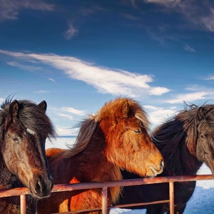 Cavalli islandesi: catturare la bellezza nordica