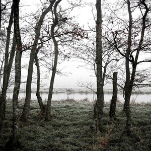 Trees in the mist